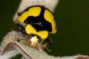 Fungus-eating Ladybird (Illeis galbula)
